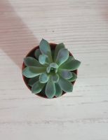 Лот: 19587427. Фото: 2. Эхеверия (Echeveria amoena). Комнатные растения и уход