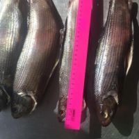 Лот: 18267575. Фото: 2. хариус малосольный. Продукты