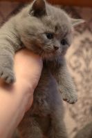 Лот: 3485841. Фото: 2. Бриташки. Животные и уход