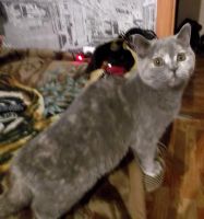 Лот: 3008461. Фото: 2. Продам последнего котенка-девочку... Животные и уход