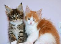 Лот: 4495221. Фото: 5. Крупные котята мейн-кун с родословными