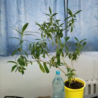 Лот: 22713550. Фото: 4. Олеандр. Красноярск