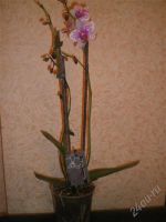 Лот: 842566. Фото: 2. Орхидея фаленопсис отцветает. Комнатные растения и уход