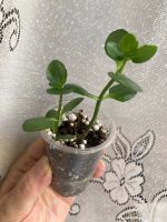 Лот: 21725553. Фото: 2. Каланхоэ желтый махровый. Комнатные растения и уход