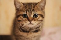 Лот: 8948539. Фото: 3. Британский котенок. Растения и животные