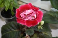 Лот: 4239612. Фото: 3. Глоксиния розовая махровая (всё... Растения и животные