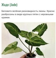 Лот: 16358169. Фото: 5. Сингониум Жаде (Jade)