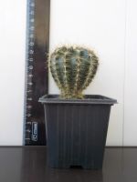 Лот: 20006493. Фото: 4. кактус (неприхотливый цветок). Красноярск