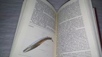 Лот: 5649338. Фото: 8. ок...Редкие и исчезающие животные...