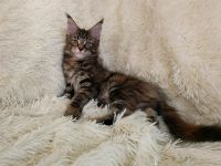 Лот: 10998421. Фото: 2. Котята. Животные и уход