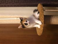 Лот: 12536601. Фото: 2. Котята. Животные и уход