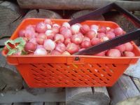 Лот: 11984213. Фото: 2. Продам ранетку. Продукты