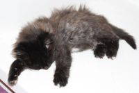 Лот: 4679492. Фото: 6. Пушистый котенок (кошечка)