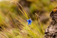Лот: 12995294. Фото: 4. Sigma DN 60mm f/2.8 для SONY ALPHA