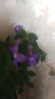 Лот: 16530303. Фото: 3. Стрептокарпелла. Растения и животные