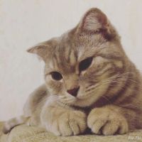 Лот: 10178139. Фото: 2. Шотландская кошка Буся. Животные и уход
