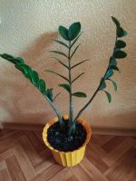 Лот: 19954396. Фото: 3. Замиокулькас (долларовое дерево... Растения и животные