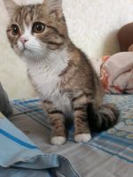 Лот: 11500676. Фото: 3. Породистая кошка. Растения и животные