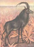 Лот: 15418513. Фото: 11. Константиновский Майлен - КОАПП...