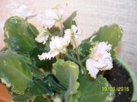 Лот: 7168096. Фото: 2. Сортовая фиалка. Комнатные растения и уход