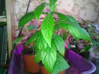 Лот: 4405061. Фото: 2. Пахистахис. Комнатные растения и уход