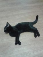 Лот: 7934461. Фото: 2. Котенок 3 мес. черный. Животные и уход