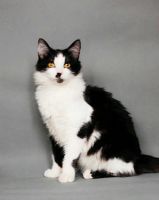 Лот: 13314485. Фото: 2. Котик Мурзик в хорошие руки. Животные и уход