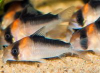 Лот: 17791163. Фото: 6. Сомик Коридорас Адольфа (Corydoras...