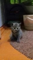 Лот: 7841419. Фото: 2. котята. Животные и уход