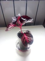 Лот: 15882664. Фото: 2. Ирезине. Комнатные растения и уход