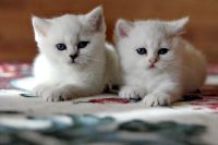 Лот: 11162045. Фото: 2. Британские котята - девочка и... Животные и уход