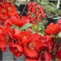 Лот: 8148785. Фото: 2. айва 2. Семена, рассада, садовые растения