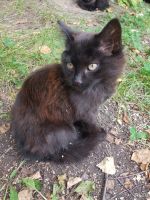 Лот: 18206345. Фото: 6. Котики