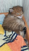 Лот: 25125375. Фото: 5. Рыжий котёнок
