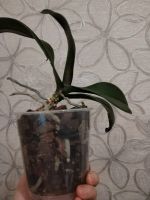 Лот: 25821385. Фото: 2. Орхидея фаленопсис, отцвела. Комнатные растения и уход