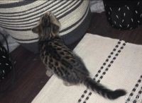 Лот: 13735553. Фото: 3. Отдам котенка. Растения и животные