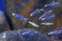 Лот: 16202832. Фото: 2. Данио рерио синий (Danio rerio... Аквариумистика