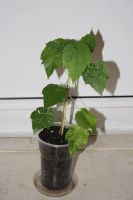 Лот: 3888433. Фото: 3. Абутилон Бэлла. Растения и животные