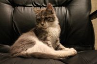 Лот: 4615683. Фото: 2. Отдам 3-месячного котенка (мальчика... Животные и уход