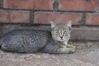Лот: 5668509. Фото: 6. Милый котенок бесплатно!