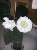 Лот: 6198280. Фото: 4. Глоксиния белая Аванти, цветущая. Красноярск