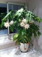 Лот: 17881775. Фото: 2. Эпифиллум, остролепестный Epiphyllum... Комнатные растения и уход