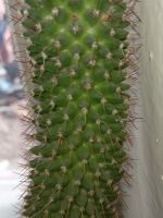 Лот: 20737915. Фото: 2. кактус. Комнатные растения и уход