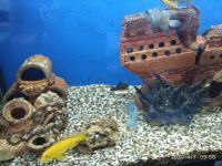 Лот: 7729404. Фото: 2. Лабидохромис Еллоу 3 шт(самец... Аквариумистика