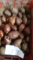 Лот: 15934782. Фото: 2. Картофель Лаура. Продукты
