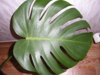 Лот: 3951392. Фото: 2. монстера макушка. Комнатные растения и уход
