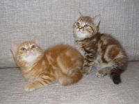 Лот: 5096988. Фото: 2. Британские котята. От родителей-чемпионов... Животные и уход