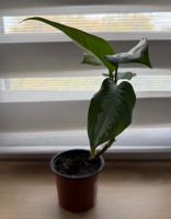Лот: 25396795. Фото: 4. Аглаонема. Цветок удачи. N5. Красноярск