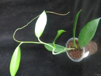 Лот: 13591938. Фото: 4. Хойя Hoya sp. (UT-029) EPC 913. Красноярск