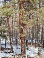 Лот: 25297875. Фото: 14. 1-комн. дом , Красноярск Красноярск...